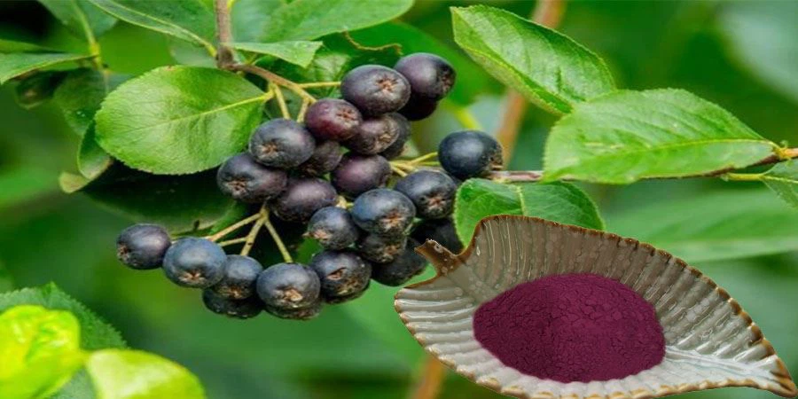 Aronia Powder