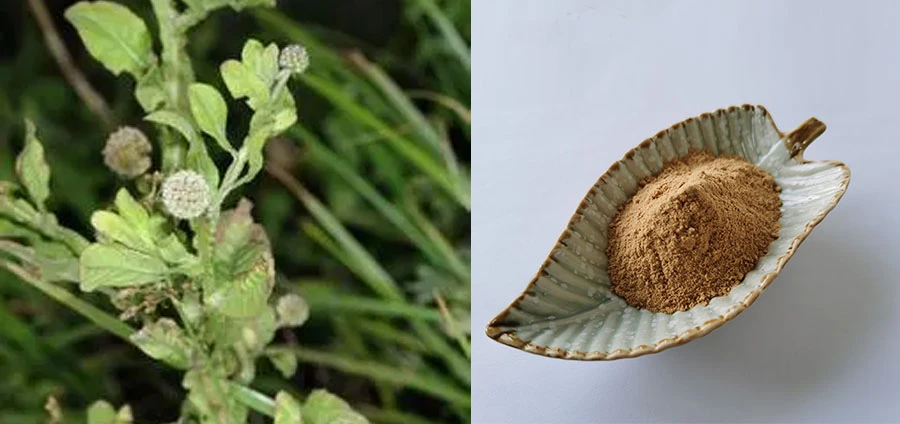 Sphaeranthus Indicus Extract