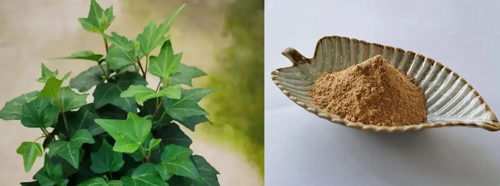 Lonierherb Hederacoside C Lonierherb Hederacoside C